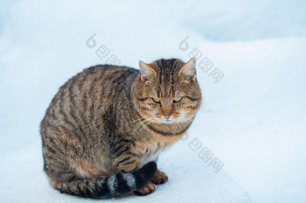 猫在雪地上行走