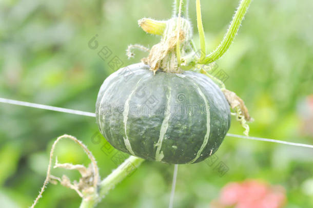 葫芦葫芦科德克内农场食物