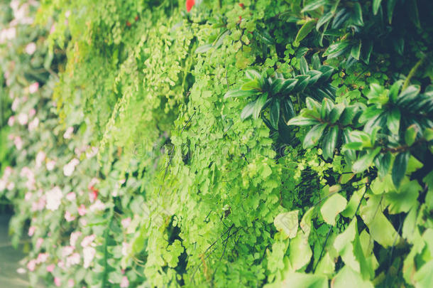 绿色热带装饰植物花园清新自然背景