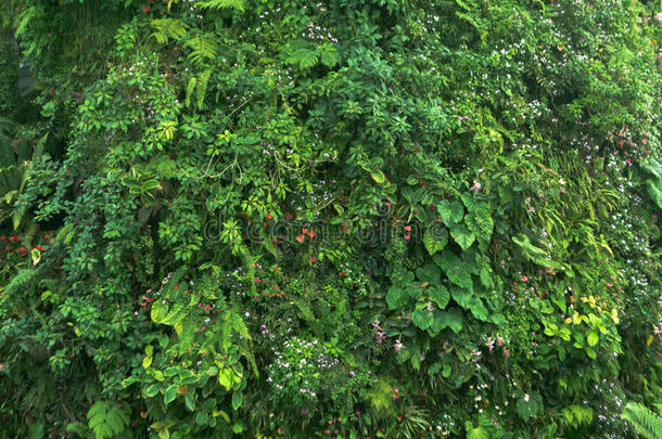 绿色热带装饰植物花园清新自然背景
