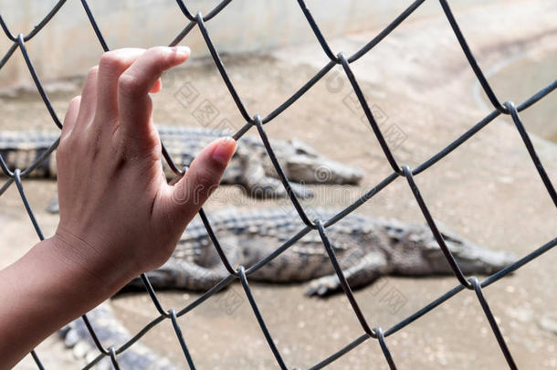 手握鳄鱼池塘的笼子。
