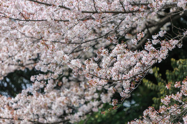 樱花，日本樱花季节。