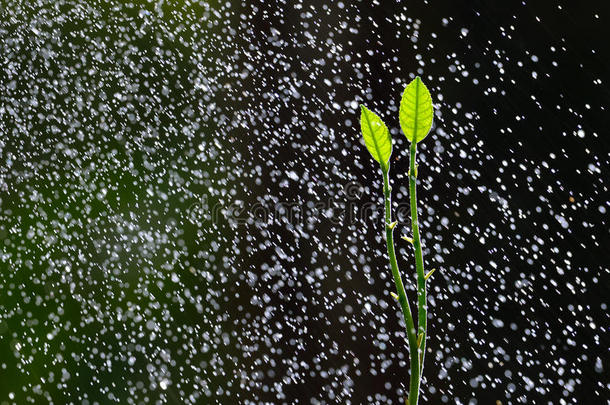 在雨中生长的绿色幼苗