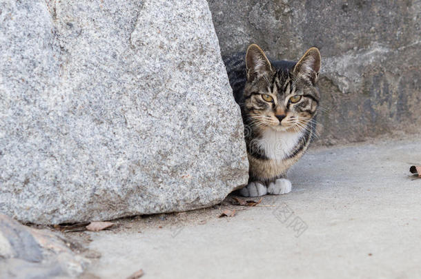 黑白Tabby猫<strong>蹲着</strong>