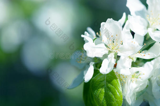 教旨的苹果芳香芳香疗法芳香的