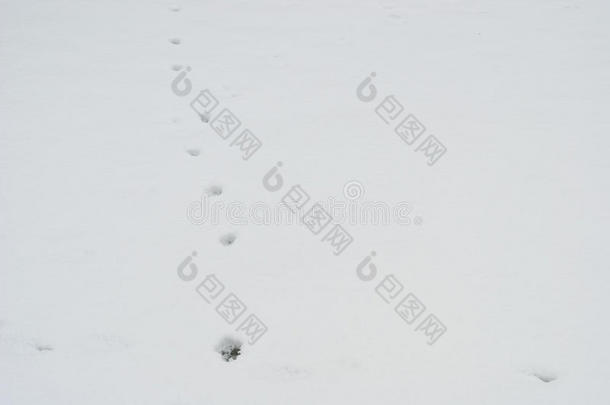雪地里的脚印。 冬天背景中的动物脚印