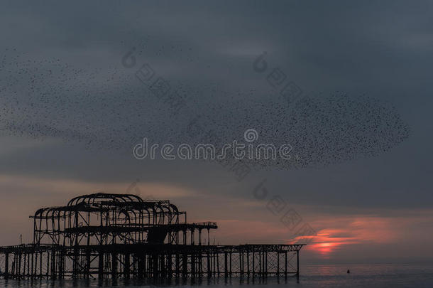日落时分，鸟群飞过布莱顿西码头