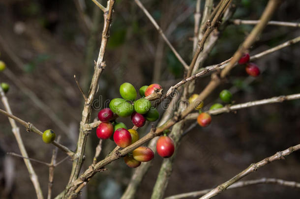 哥斯达黎加红绿色咖啡浆果