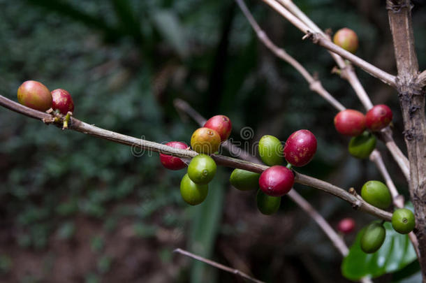 哥斯达黎加红绿色咖啡浆果