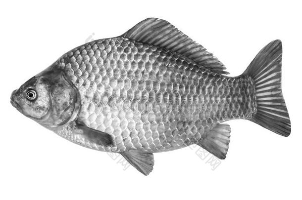 鱼鲫，在白色背景上隔离。