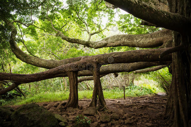 哈利亚卡拉国家公园的神奇树