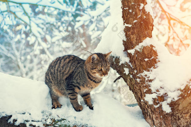 猫坐在雪树上