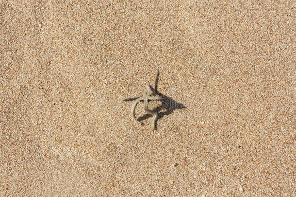 海滩沙滩上的棕色海星。 理想的背景为您的假期/假期/海洋相关项目照片