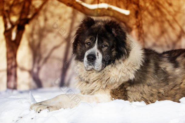 成年白种人牧羊犬躺在外面一个寒冷的冬天