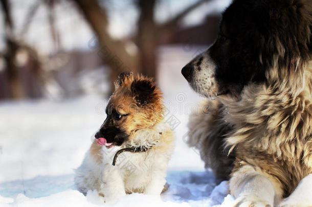 成年狗和小狗在冬天