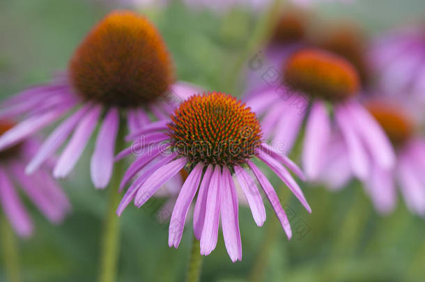 紫锥花或紫锥菊的特写