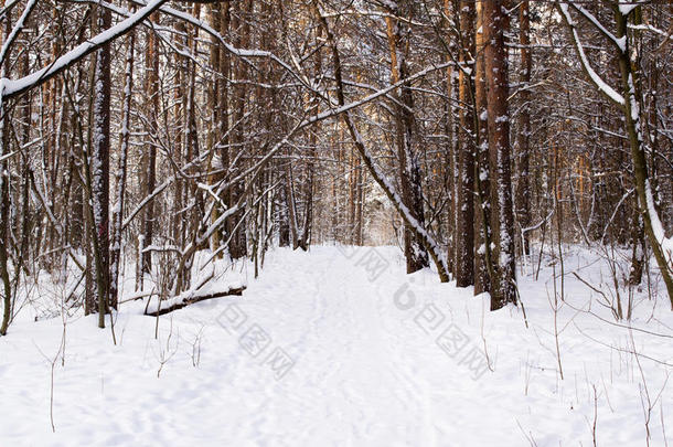 地区背景<strong>光秃秃</strong>的美女暴风雪