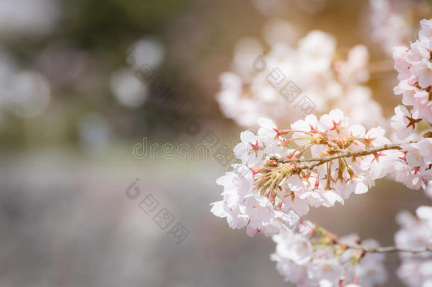 关闭春季樱花，樱花背景与软光过滤器