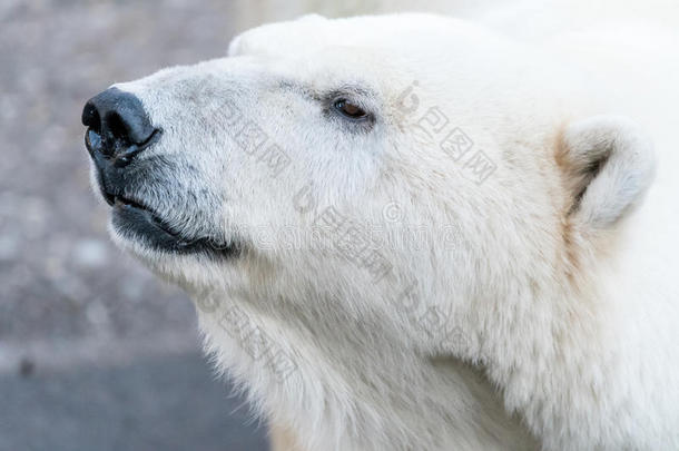 动物水生的北极的熊食肉动物