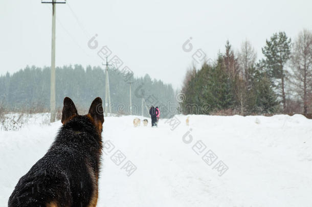 狗雪橇在冬天和降雪