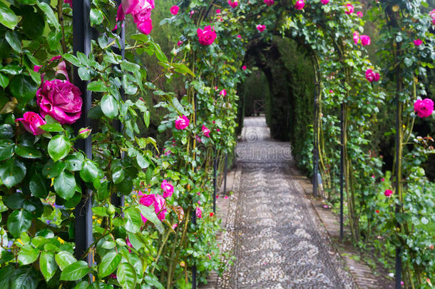 在将军岛花园用玫瑰拱门。 <strong>格</strong>拉纳达