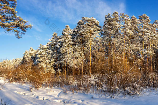 寒冷的阳光明媚的一天，在乌拉尔的一片森林里，有一条冰冻的河流，俄罗斯