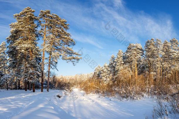寒冷的阳光明媚的一天，在乌拉尔的一片森林里，有一条冰冻的河流，俄罗斯