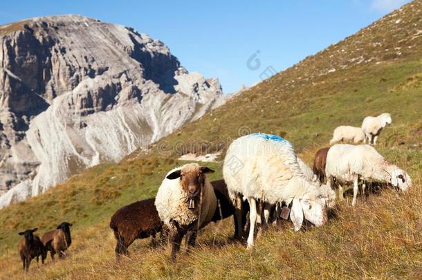 阿尔卑斯山的羊群