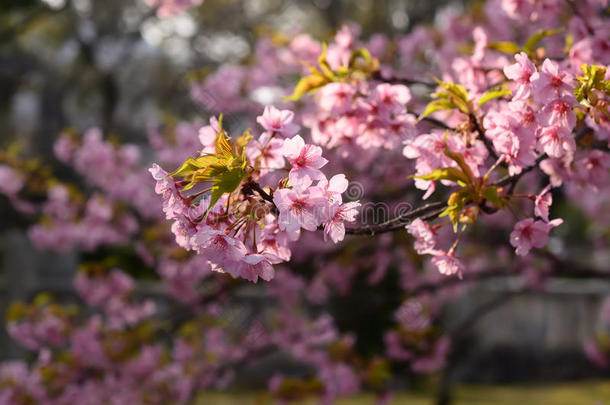 樱花，京都日本