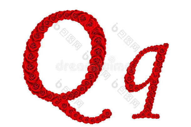 字母表字母q和q是由白色<strong>背景</strong>上孤立的红色玫瑰花制成的