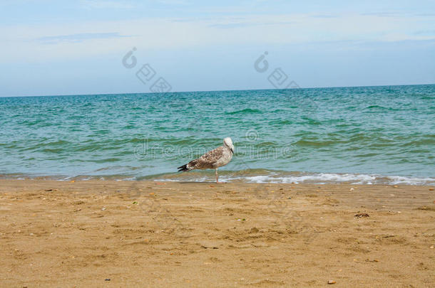 亚得里亚海海景。意大利海滨，夏季沙滩和海鸥。