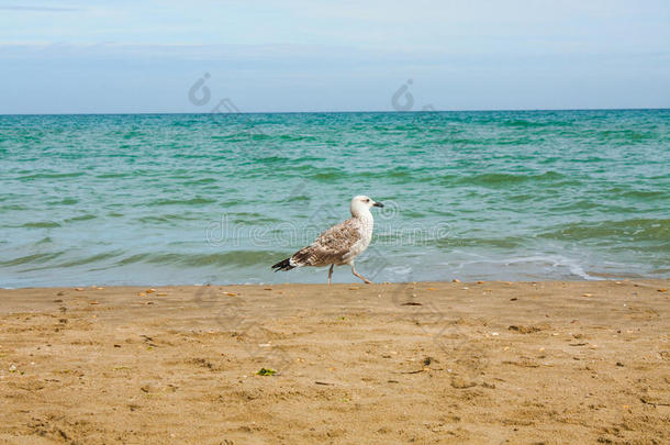 亚得里亚海海景。意大利海滨，<strong>夏季沙滩</strong>和海鸥。