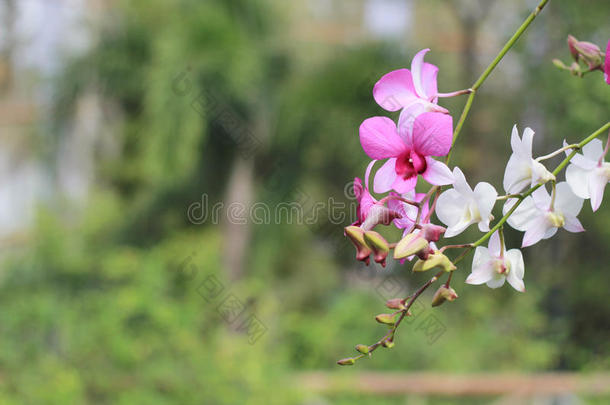 <strong>背景背景粉色</strong>美丽的美女开花