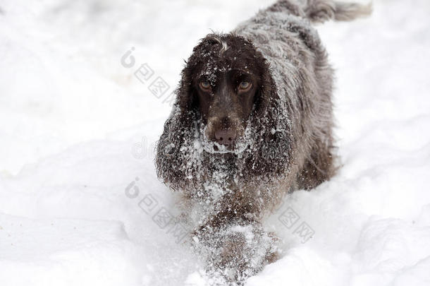 英国公鸡在刚下的雪中感到快乐