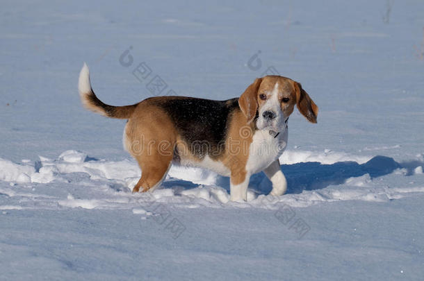 比格犬在雪地里奔跑