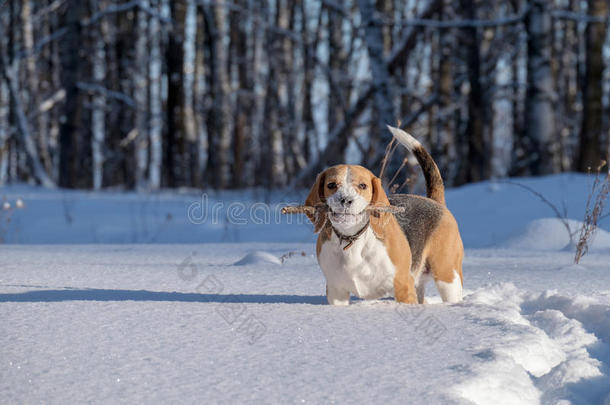 比格犬在雪地里奔跑