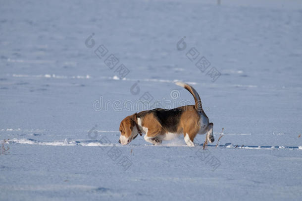 比格犬在雪地里奔跑