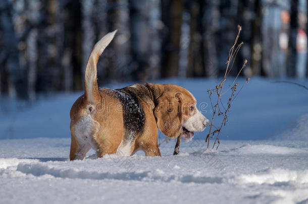 比格犬在雪地里奔跑