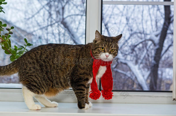 戴红领巾的猫坐在窗台上