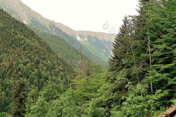 明亮生动的绿色树木和植被在高加索山脉与朦胧的山峰在地平线上与天空融合