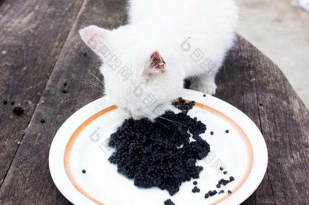 动物黑色鱼子酱吃小猫