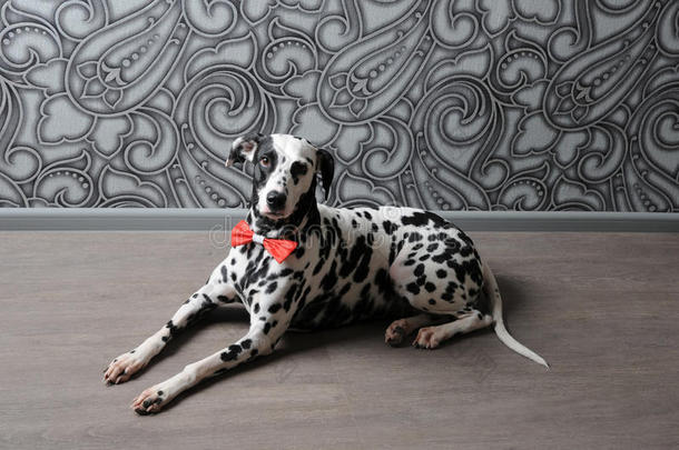 达尔马提亚狗在一个红色的蝴蝶结领带，时尚的灰钢内部。 壁纸与单图
