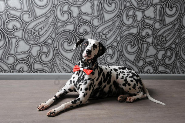 达尔马提亚狗在一个红色的蝴蝶结领带，时尚的灰钢内部。 壁纸与单图