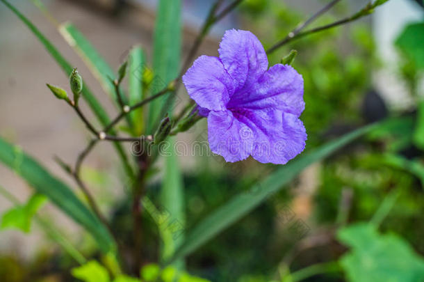 花园里<strong>的</strong>一朵<strong>紫色的</strong>花，水卡农