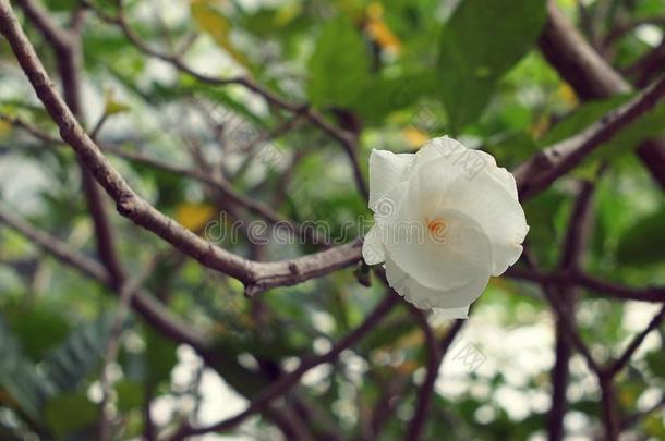 新鲜白花栀子花开茉莉花
