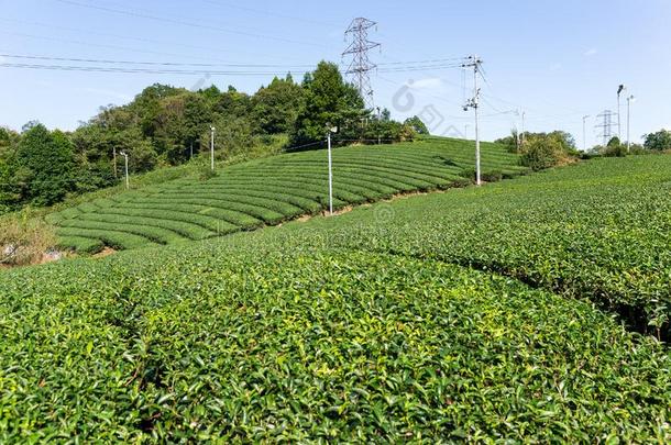 绿色茶树花园