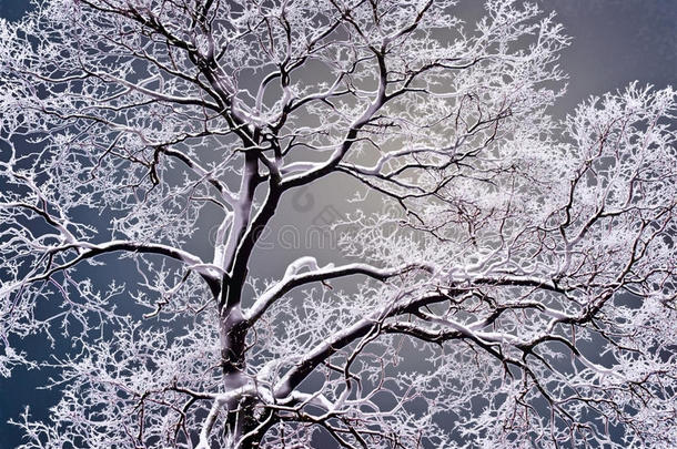 背景十二月霜一月雾凇