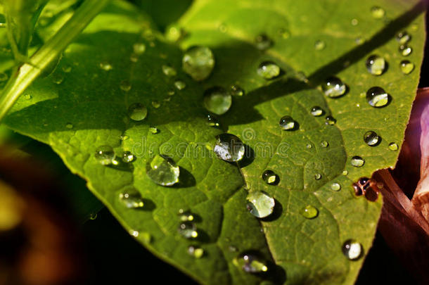 叶子上的水滴。 绿叶有水滴，特写