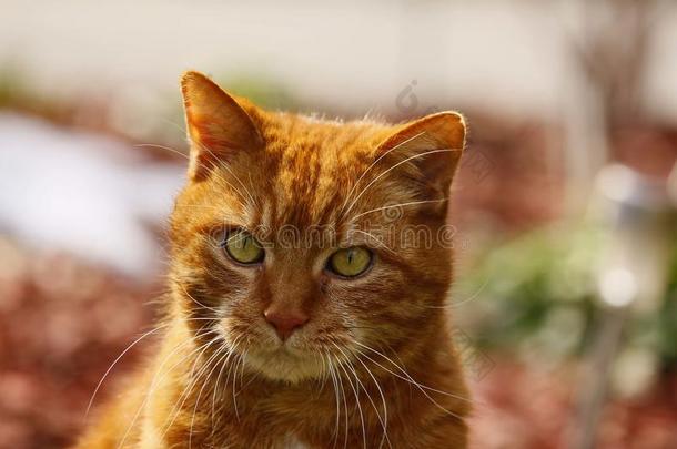 特写红色<strong>猫的照片</strong>，黄色<strong>的</strong>眼睛直视着相机。