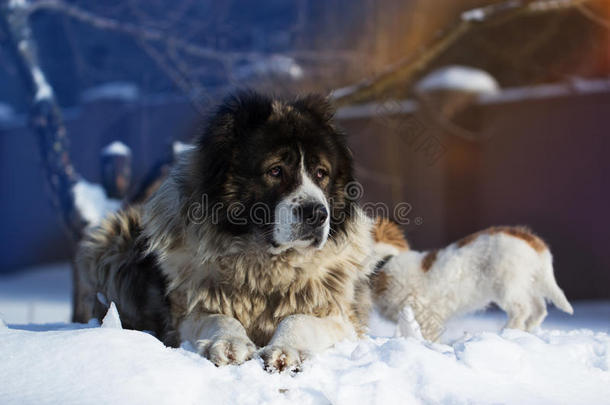 成年白种人牧<strong>羊</strong>犬躺在外面一个寒冷<strong>的</strong>冬天